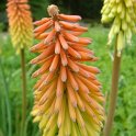 Kniphofia uvaria
